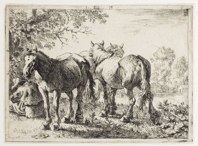 Três cavalos num campo de Pieter van Laer