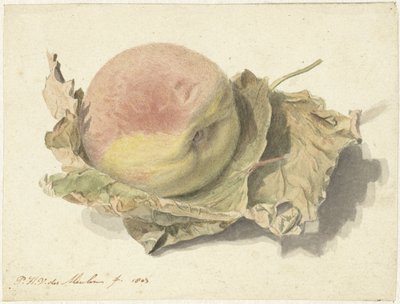 Pêssego em duas folhas de Pieter van der Meulen