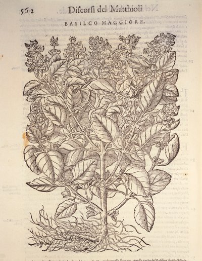 Manjericão (ocymum basilicum), gravura de Pier Andrea Mattioli de Pietro Andrea Mattioli