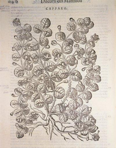 Arbusto de Capper (Capparis spinosa), gravura de Pier Andrea Mattioli de Pietro Andrea Mattioli