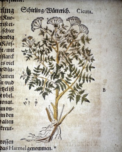 Cicuta - Em "Herbarium Mattioli". de Pietro Andrea Mattioli