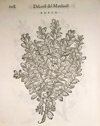 Caixa Comum ou Boxwood (Buxus sempervirens), gravura de Pier Andrea Mattioli de Pietro Andrea Mattioli