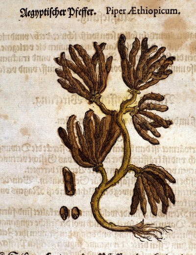 Pimenta da Etiópia. Gravura - em "Kreutterbuch Dess Hochgelehrten unnd weitberuhmten Herrn D. Petri Andreae Matthioli" de Pietro Andrea Mattioli (Matthiole) (1500-1577). Frankfurt de Pietro Andrea Mattioli