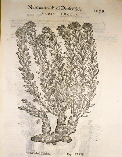 Raiz dourada ou Roseroot (Rhodiola rosea), gravura de Pier Andrea Mattioli de Pietro Andrea Mattioli