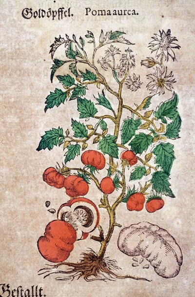 Herbário: planoma botânico aureache representando uma planta de tomateiro (Caulis floridus). Gravura em "Kreutterbuch Des Hochgelehrten unnd weitberuhmten Herrn D. Petri Andreae Matthioli" de Pietro Andrea Mattioli (Matthiole de Pietro Andrea Mattioli
