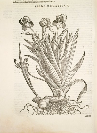 Iris (Iride domestica), gravura de Pier Andrea Mattioli de Pietro Andrea Mattioli