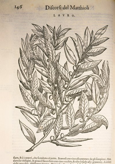 Laurel (Laurus), gravura de Pier Andrea Mattioli de Pietro Andrea Mattioli