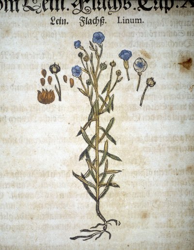 Lin ou Linum - Em "Herbarium Mattioli". de Pietro Andrea Mattioli