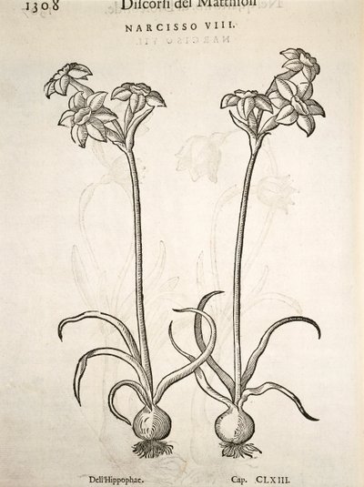 Narciso, gravura de Pier Andrea Mattioli de Pietro Andrea Mattioli