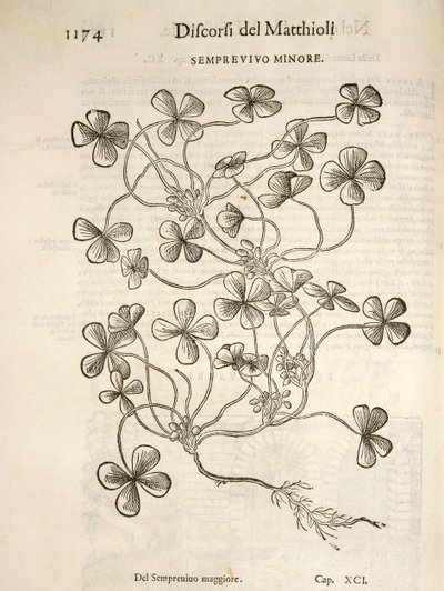 Sempervivum (Semprevivo minore), gravura de Pier Andrea Mattioli de Pietro Andrea Mattioli