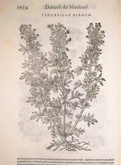 Silverweed (Potentilla alba), gravura de Pier Andrea Mattioli de Pietro Andrea Mattioli
