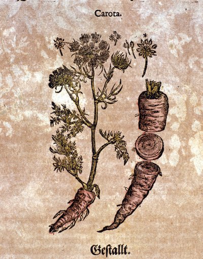 A cenoura. Gravura - em "Kreutterbuch Dess Hochgelehrten unnd weitberuhmten Herrn D. Petri Andreae Matthioli" de Pietro Andrea Mattioli (Matthiole) (1500-1577). Frankfurt de Pietro Andrea Mattioli