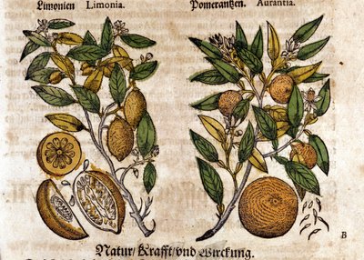 Os citrinos. Laranjeira e limoeiro. Gravura - em "Kreutterbuch Dess Hochgelehrten unnd weitberuhmten Herrn D. Petri Andreae Matthioli" de Pietro Andrea Mattioli (Matthiole) (1500-1577). Frankfurt de Pietro Andrea Mattioli