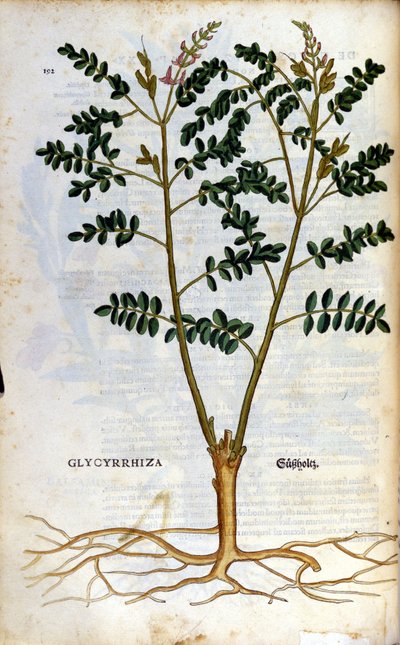 O alcaçuz. Gravura - em "Kreutterbuch Dess Hochgelehrten unnd weitberuhmten Herrn D. Petri Andreae Matthioli" de Pietro Andrea Mattioli (Matthiole) (1500-1577). Frankfurt de Pietro Andrea Mattioli