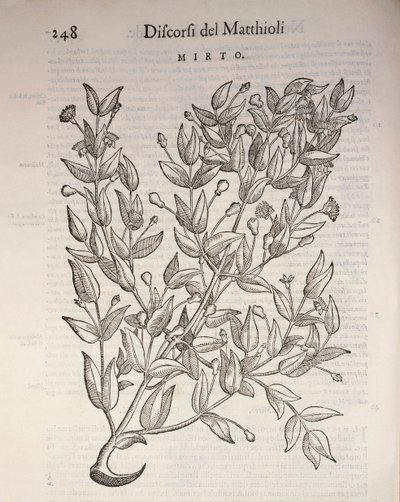 True Myrtle (Myrtus communis), gravura de Pier Andrea Mattioli de Pietro Andrea Mattioli