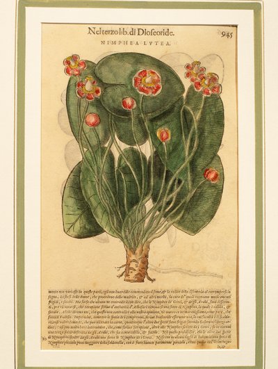 Ninfaea lutea (Nymphaea lutea), gravura colorida de Pietro Andrea Mattioli