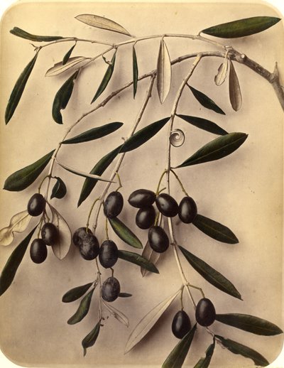 Azeitonas, 1870 (impressão de albume) de Pietro Guidi