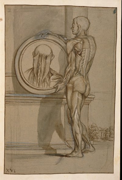 Ms Hunter 653 Placa XVI, desenho anatômico, c.1610 (lápis e giz sobre papel) de Pietro da Cortona