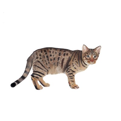 Ocicat, 2014 (aguarela e guache sobre papel) de Polly Horner