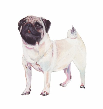 Pug, 2011 (aguarela e guache sobre papel) de Polly Horner