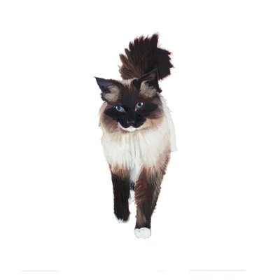 Ragdoll, 2014 (aguarela e guache sobre papel) de Polly Horner