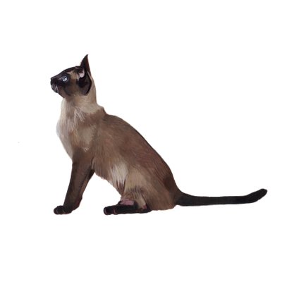Tonkinese, 2014 (aguarela e guache sobre papel) de Polly Horner