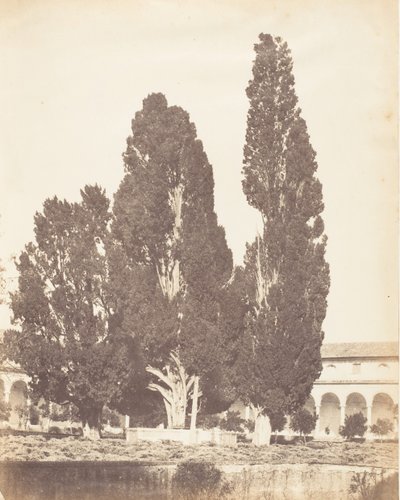 Velhos Ciprestes no Convento dos Cartuxos, Roma, 1853-56. de Possibly by Jane Martha St. John.