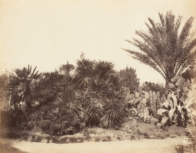 Jardim Pinciano, Roma, 1853-56. de Possibly by Jane Martha St. John.