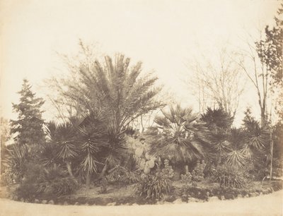 Jardim Pinciano, Roma, 1853-56. de Possibly by Jane Martha St. John.