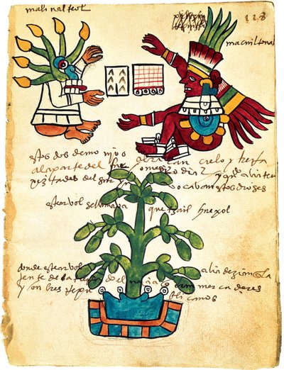 Cacaueiro do Codex Tudela, 1553 de Pre Columbian art