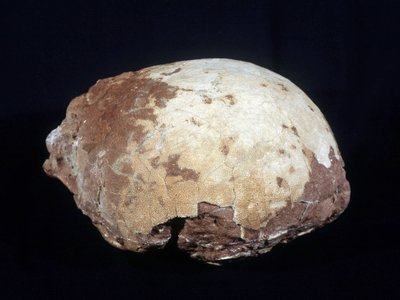 Ovo atribuído ao Hypselosaurus Priscus: grande dinossauro (cerca de 12 m) herbívoro do Cretáceo tardio (-65 milhões de anos) encontrado na Provença. Museu de História Natural de Aix en Provence. de Prehistoric Prehistoric