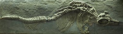 Fóssil de Ictiossauro, período Jurássico (Lias) de Prehistoric Prehistoric