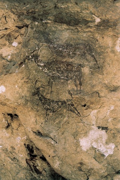 Arte rupestre Mesolítica: Veados e Caprinos (8000-7000 AC), Espanha, Bicorp, Caverna La Arana (pintura) de Prehistoric Prehistoric