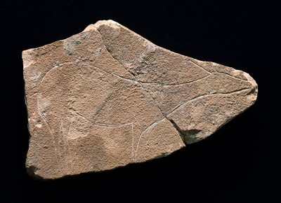 Petroglifo representando um veado, Gruta de Parpallo, Espanha. Paleolítico Superior, Solutreen (gravura) de Prehistoric Prehistoric