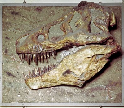 Pré-história: Tyrannosaurus rex (T Rex ou Tyrannosaur). Período Cretáceo. Museo civico di storia naturale, Milão de Prehistoric Prehistoric