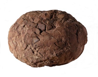 Pré-história: ovo de dinossauro encontrado na Provença. Era Mesozóica, período Jurássico. de Prehistoric Prehistoric