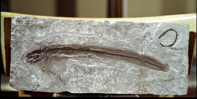 Pré-história: Eomirus Formosissimus fóssil de peixes do local de Mount Bolca (Itália). Período Eocénico. Museo civico di storia naturale, Milão de Prehistoric Prehistoric