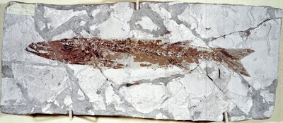 Pré-história: fóssil de peixes Sphyraena Bolcensis do local do Monte Bolca (Itália). Período eocénico. Museo civico di storia naturale, Milão de Prehistoric Prehistoric