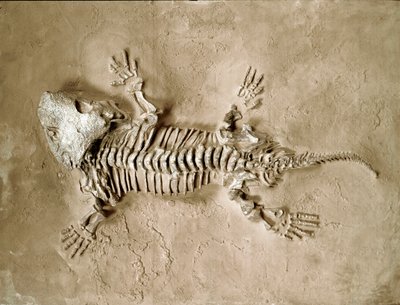 Pré-história: fóssil do réptil anfíbio Seymouria Bayolorensis do Texas, nos Estados Unidos. Período pérmico. Museo civico di storia naturale, Milão de Prehistoric Prehistoric