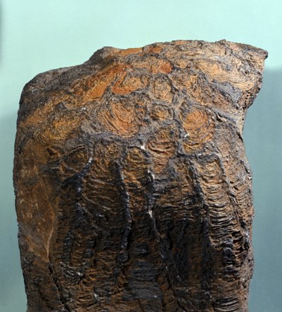 Pré-história: fóssil de Estromatólito (ou estromatólito), rocha marinha, era arqueozóica. encontrado na Mauritânia. de Prehistoric Prehistoric