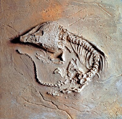 Pré-história: fóssil de réptil Labodosaurus hamatus do Texas, nos Estados Unidos. Período carbonífero, era paleozoico. Museo civico di storia naturale, Milão de Prehistoric Prehistoric