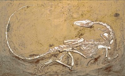 Pré-história: fóssil do dinossauro Coelophysis. Período do Triássico Superior. Museo civico di storia naturale, Milão de Prehistoric Prehistoric