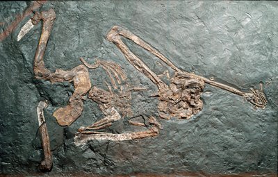 Pré-história: fóssil do grande primata Oreopitheque (Oreopithecus bambolii) do Monte Bamboli (Grosseto). Era Miocénica. Museo civico di storia naturale, Milão de Prehistoric Prehistoric