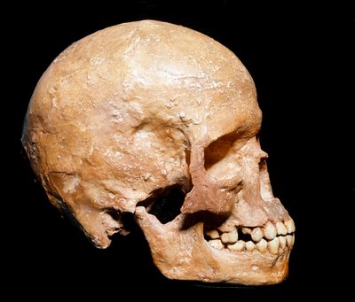 Pré-história: crânio fóssil do Homo sapiens de Grimaldi. Cultura do Aurignaciano, do Paleolítico Superior. Museo Civico di Storia Naturale, Milão - Pré-história: crânio fóssil do Homo sapiens de Grimaldi, Ventimiglia (Itália). Cultura Aurignaciana, Alto Pa de Prehistoric Prehistoric