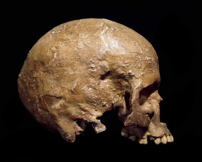 Pré-história: crânio fóssil do Homo sapiens de Grimaldi. Cultura do Aurignaciano, do Paleolítico Superior. Museo Civico di Storia Naturale, Milão - Pré-história: crânio fóssil do Homo sapiens de Grimaldi, Ventimiglia (Itália). Cultura Aurignaciana, Alto Pa de Prehistoric Prehistoric