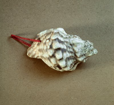 Pré-história: concha de Triton nodifer perfurada, usada como apito do Necropole de Arene Candide (Finale Liguria), Liguria. Neolítico Médio, Idade da Pedra. Genes, museo di archeologia ligure de Prehistoric Prehistoric
