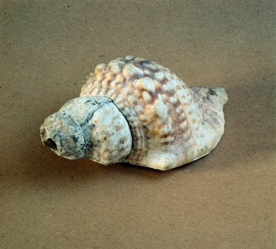 Pré-história: concha de Triton nodifer perfurada, usada como apito do Necropole de Arene Candide (Finale Liguria), Liguria. Neolítico Médio, Idade da Pedra. Genes, museo di archeologia ligure de Prehistoric Prehistoric