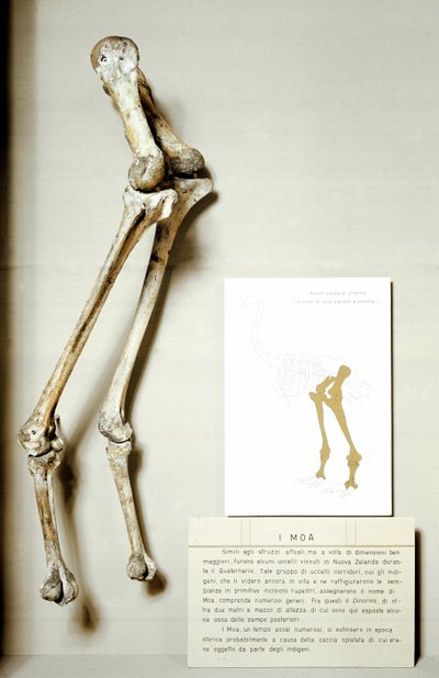 Pré-história: esqueleto de pernas de Moa Dinornis, aves fósseis gigantes da Nova Zelândia que não voam. Período Cretáceo. Museo civico di storia naturale, Milão de Prehistoric Prehistoric