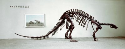 Pré-história: o esqueleto do dinossauro camptossauro (Camptosaurus Browni). Período do Jurássico Superior. Museo civico di storia naturale, Milão de Prehistoric Prehistoric