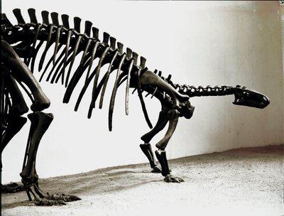 Pré-história: o esqueleto do dinossauro camptossauro (Camptosaurus Browni). Período do Jurássico Superior. Museo civico di storia naturale, Milão de Prehistoric Prehistoric